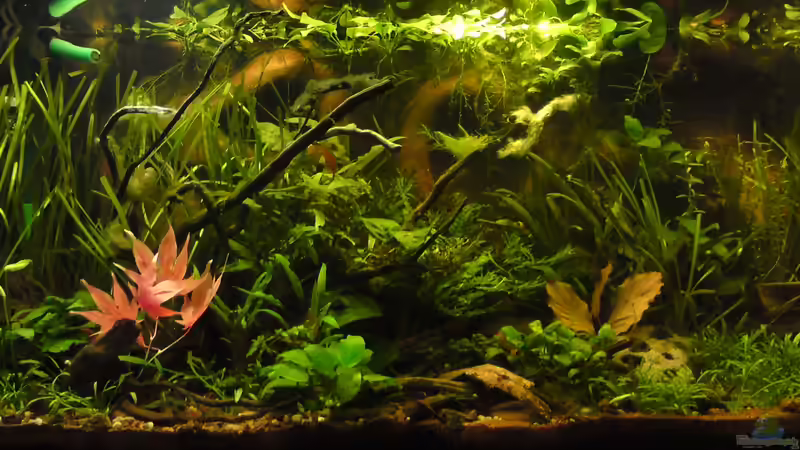 Aquarium Asia 180 von bluestime (17)