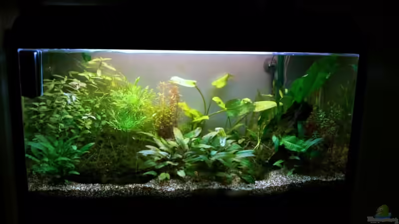 Aquarium Asia-Becken von more4ce (2)