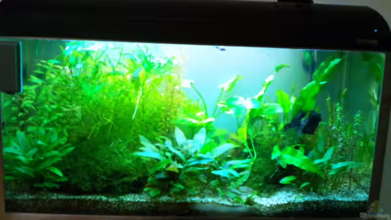 Aquarium Asia-Becken von more4ce (3)