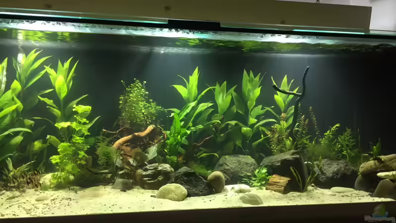 Aquarium Asia Becken von Stocker (4)