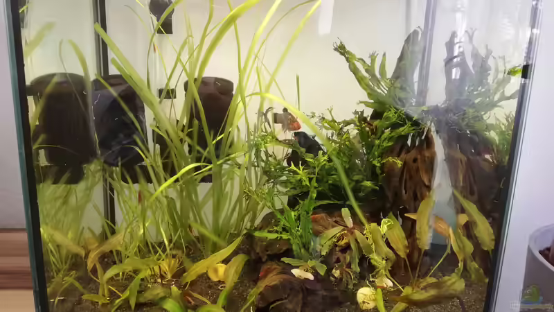 Aquarium Asia Garnelenbecken von martini_g (2)