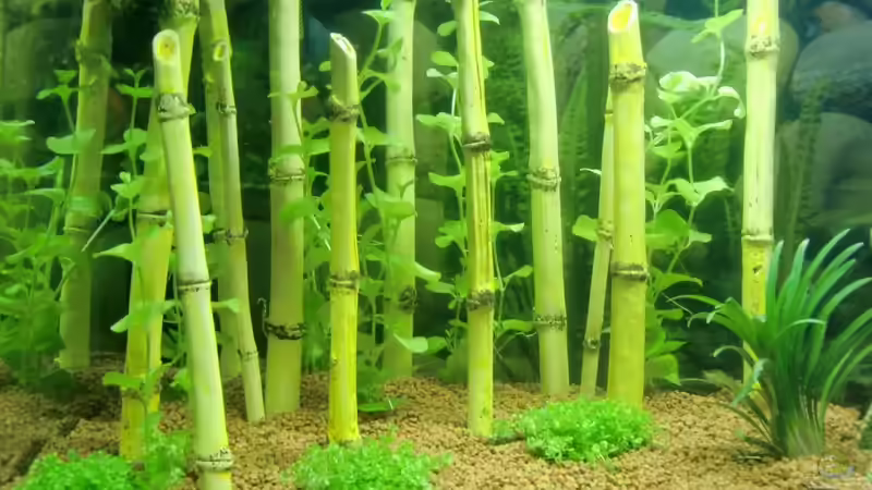 Aquarium Asia von EcoSyS (6)