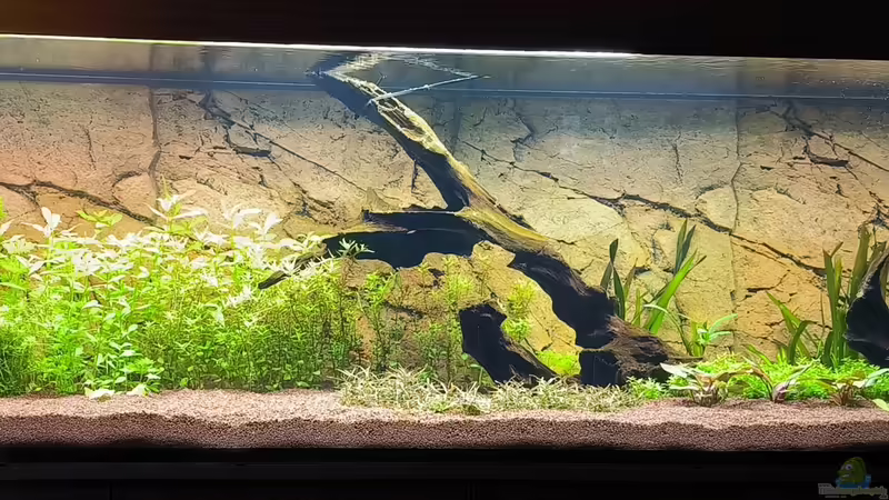 Aquarium Asia (Welcome to the Jungle) von Rene78 (2)