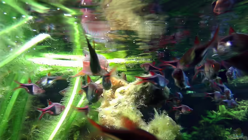 Aquarium Asian Dream von snoopy2008 (10)