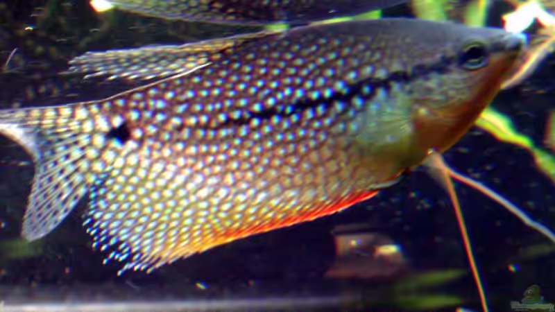 Aquarium Asian Dream von snoopy2008 (11)