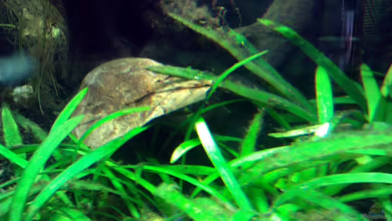 Aquarium Asian Dream von snoopy2008 (12)