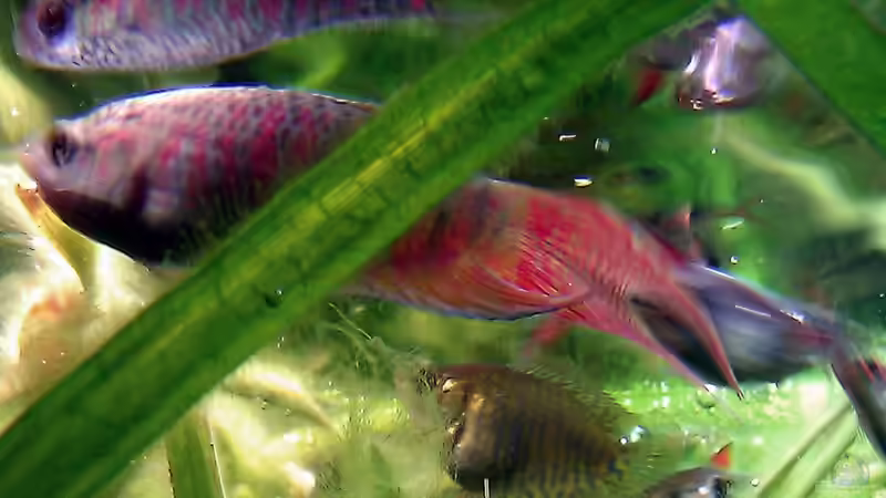 Aquarium Asian Dream von snoopy2008 (13)