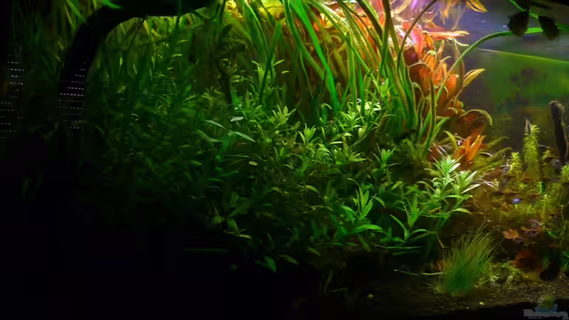 Aquarium Asian Dream von snoopy2008 (15)