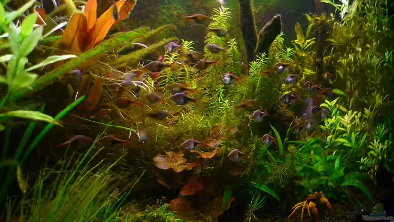 Aquarium Asian Dream von snoopy2008 (17)