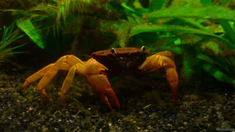 Aquarium Asian Dream von snoopy2008 (18)