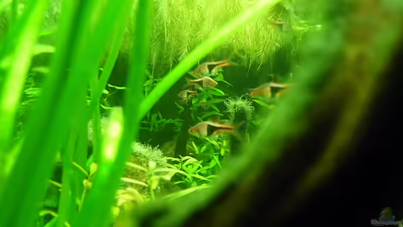 Aquarium Asian Dream von snoopy2008 (5)