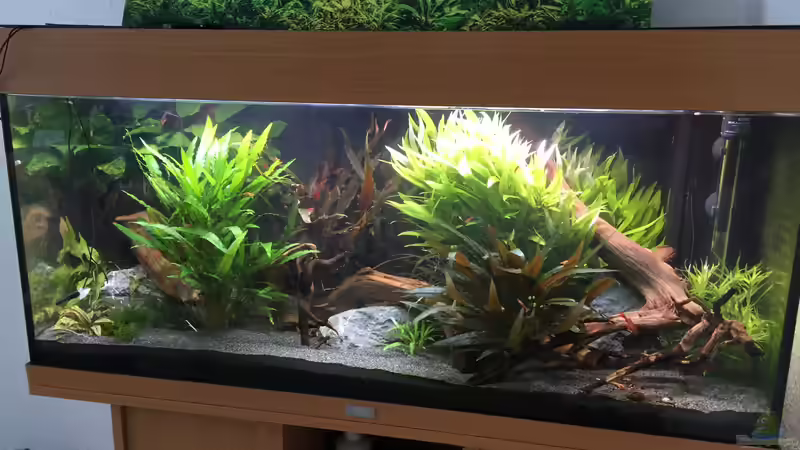 Aquarium Asiatischer Dschungel von Danny (18)