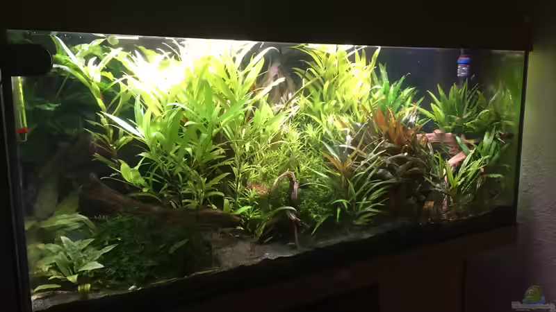 Aquarium Asiatischer Dschungel von Danny (19)