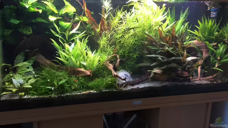 Aquarium Asiatischer Dschungel von Danny (2)