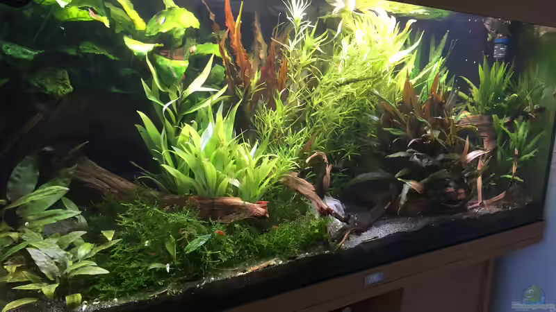 Aquarium Asiatischer Dschungel von Danny (20)