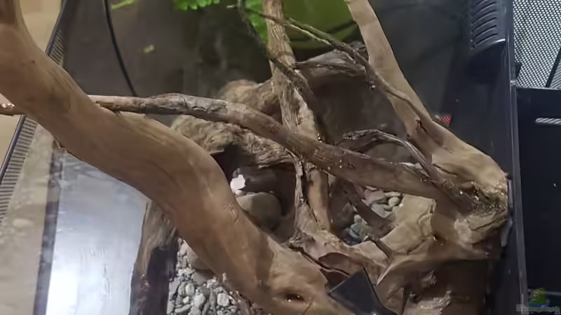 Aquarium Asiatisches Natur Aquarium von JalaRoki (2)