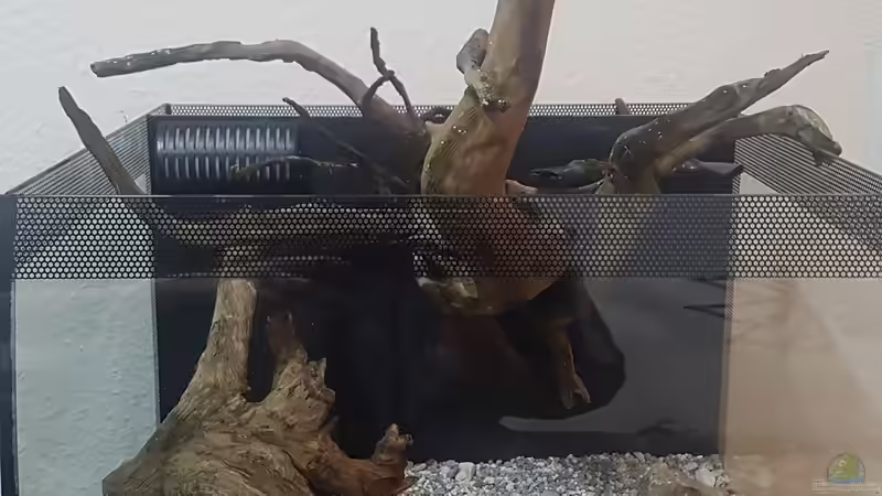 Aquarium Asiatisches Natur Aquarium von JalaRoki (3)