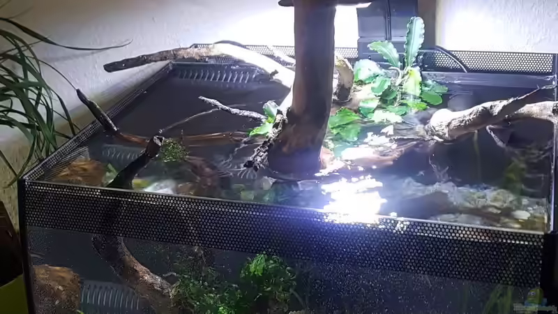 Aquarium Asiatisches Natur Aquarium von JalaRoki (4)