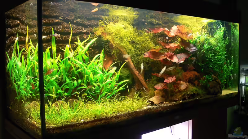 Aquarium Asiatisches Ufer von derflo (5)