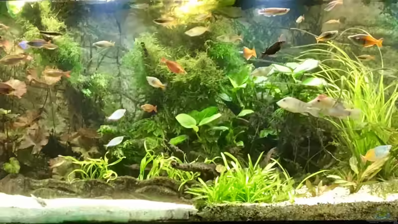 Aquarium Asien / Australien von H.T. (11)