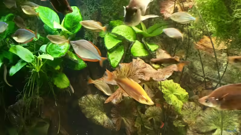 Aquarium Asien / Australien von H.T. (9)