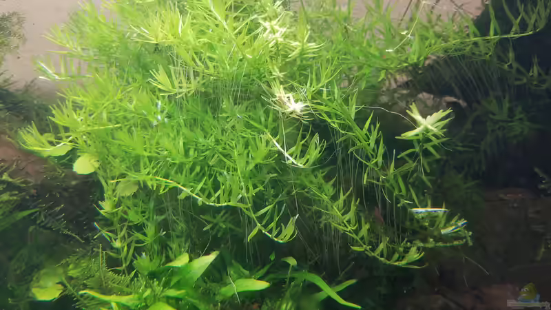 Aquarium Asien 2019 von Smo (13)