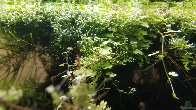 Aquarium Asien 2019 von Smo (14)