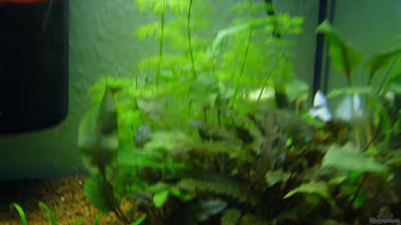 Aquarium Asien-Bach (nur Beispiel) von DavidK31 (2)