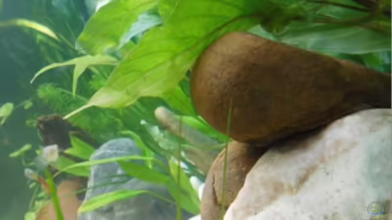 Aquarium Asien trifft Amerika von Benni King (3)