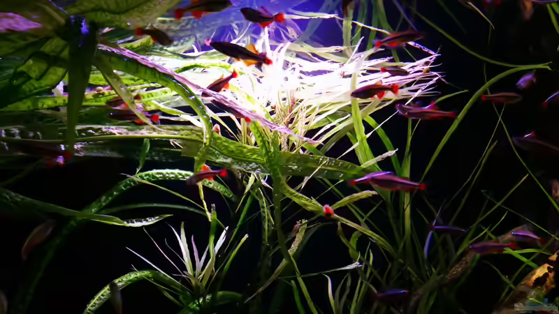 Aquarium Asien von a2b-aquaristik (2)