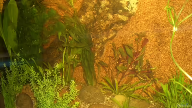 Aquarium Asien von bobbyfee (4)