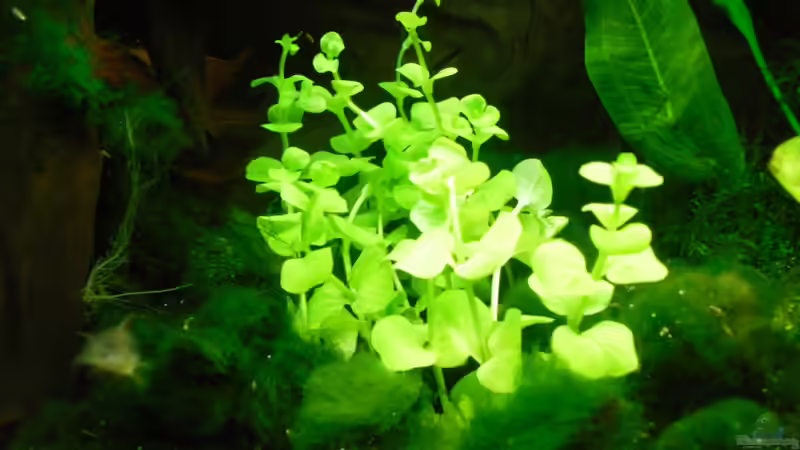 Aquarium Asien von Martin Osing (3)