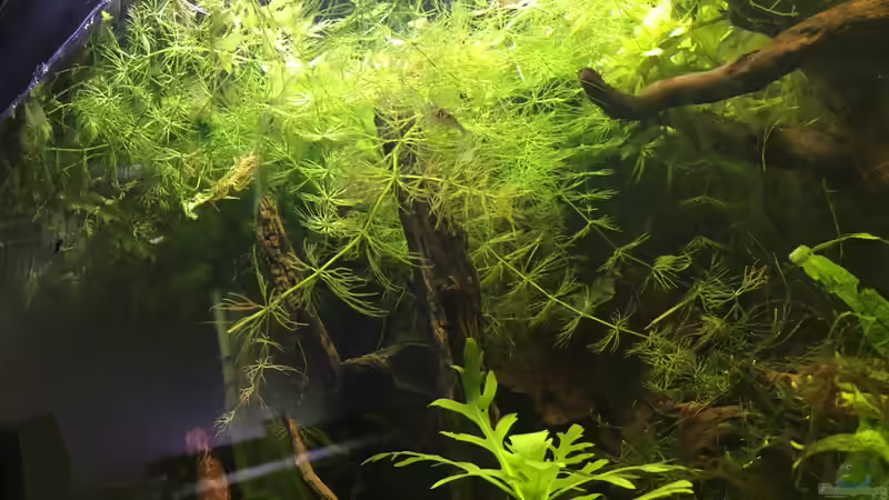 Aquarium Asienbecken &quot;Badis ruber&quot; von Harald Kästner (10)