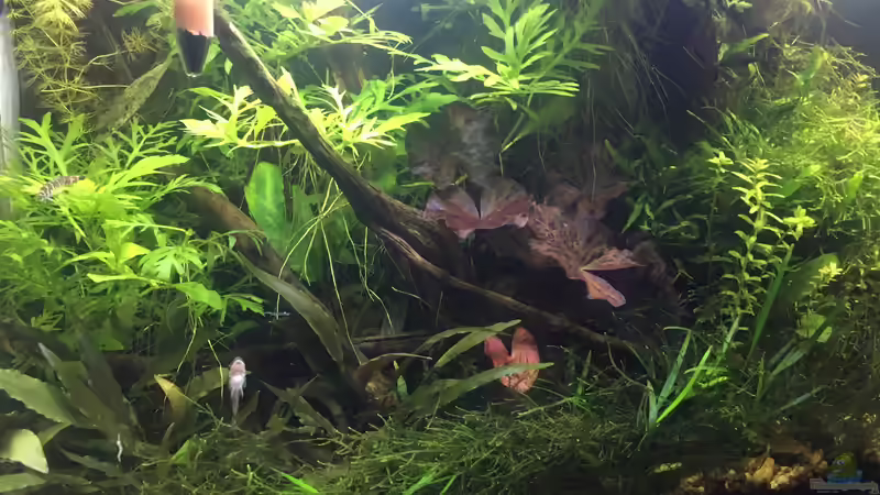 Aquarium Asienbecken "Badis ruber" von Harald Kästner (11)