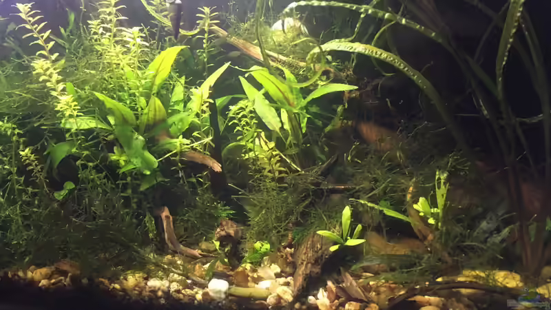 Aquarium Asienbecken "Badis ruber" von Harald Kästner (12)