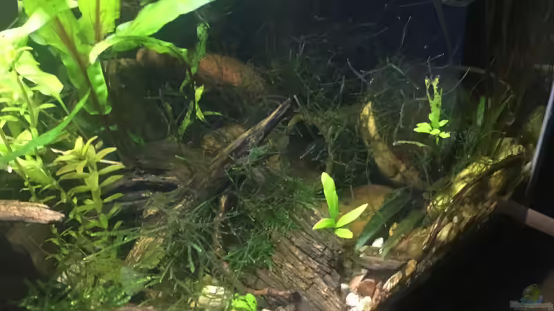 Aquarium Asienbecken "Badis ruber" von Harald Kästner (13)