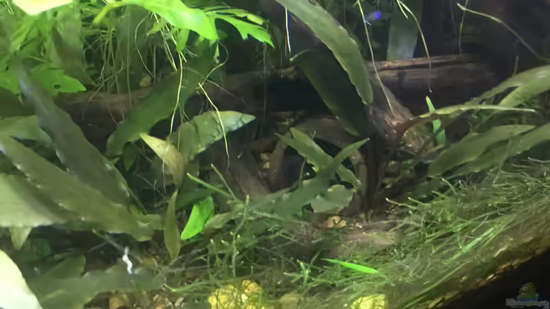 Aquarium Asienbecken "Badis ruber" von Harald Kästner (14)