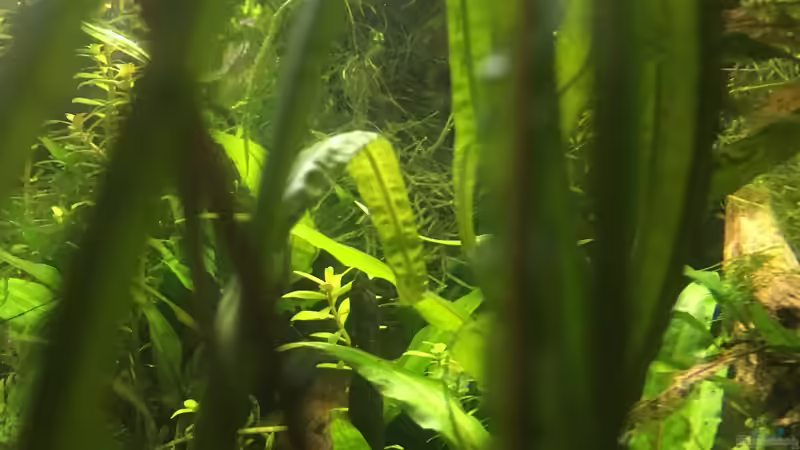 Aquarium Asienbecken "Badis ruber" von Harald Kästner (16)