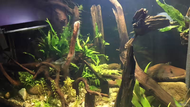 Aquarium Asienbecken &quot;Badis ruber&quot; von Harald Kästner (3)