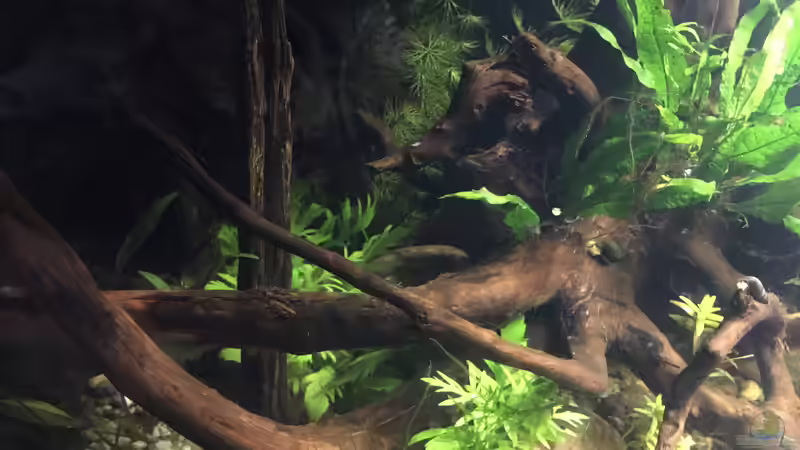 Aquarium Asienbecken &quot;Badis ruber&quot; von Harald Kästner (5)