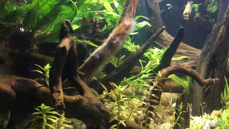 Aquarium Asienbecken &quot;Badis ruber&quot; von Harald Kästner (6)