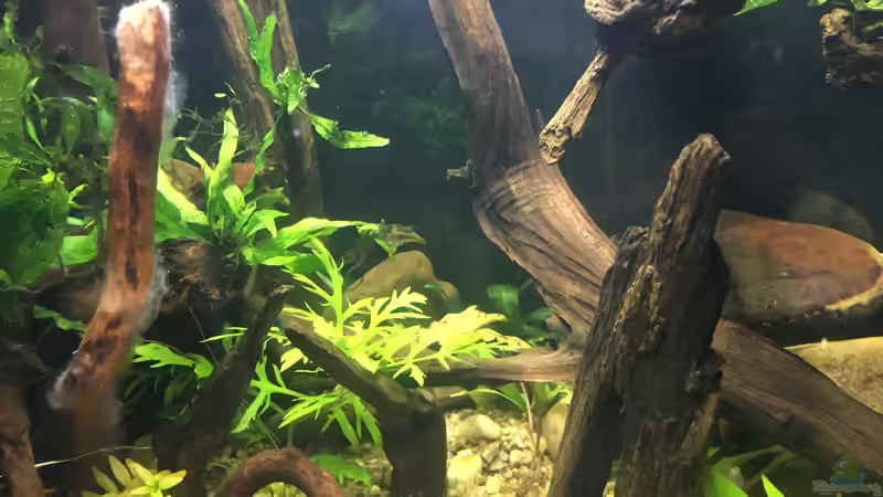 Aquarium Asienbecken &quot;Badis ruber&quot; von Harald Kästner (7)