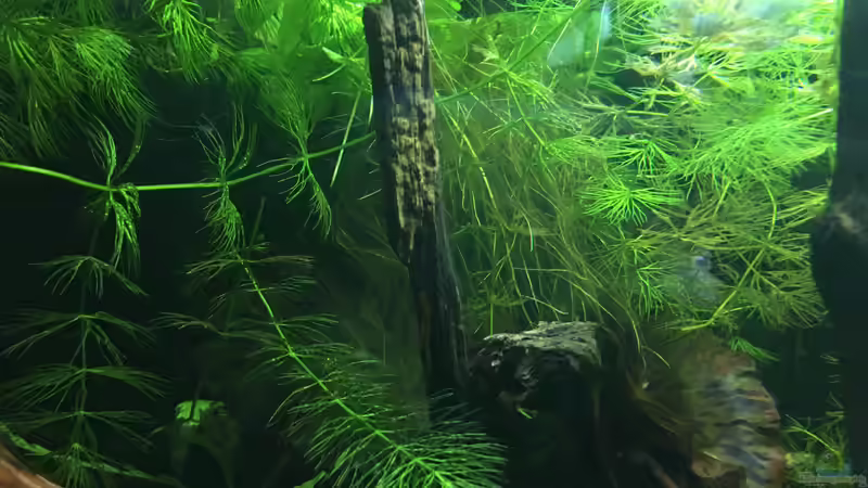 Aquarium Asienbecken &quot;Badis ruber&quot; von Harald Kästner (9)