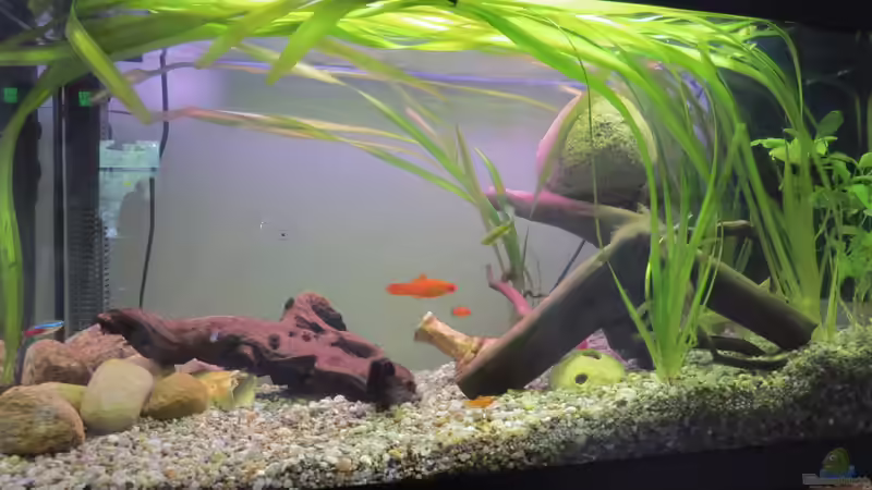 Aquarium Asienbecken (existiert nicht mehr) von Joni_99 (3)
