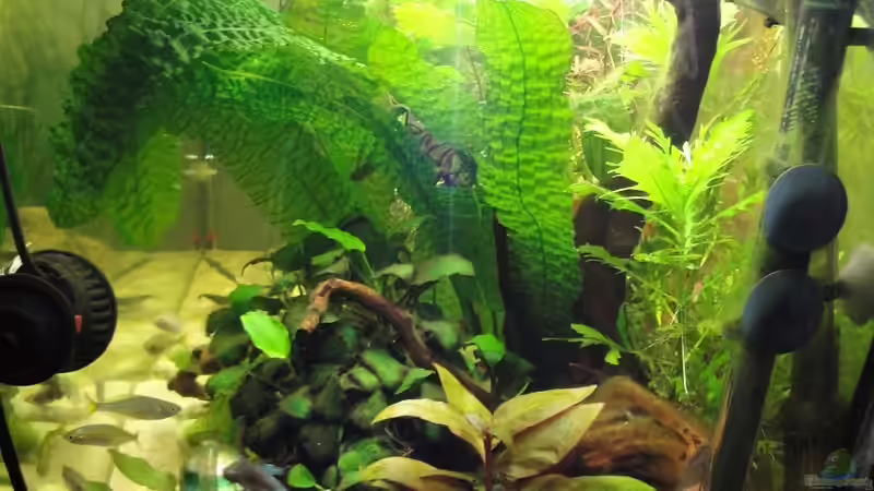 Aquarium Asienbecken (Existiert nicht mehr) von Laura (5)