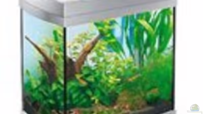 Aquarium Asienbecken mit Boraras urophthalmoides von Kuller (2)