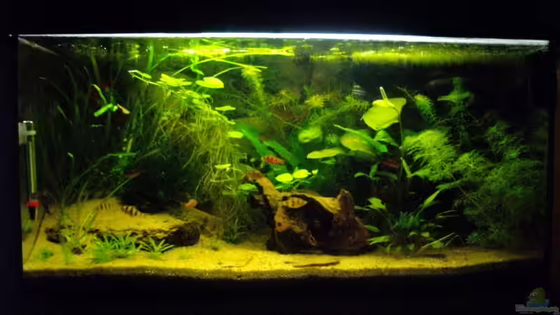 Aquarium Asienreise auf kleinem Raum von Caricciola (3)