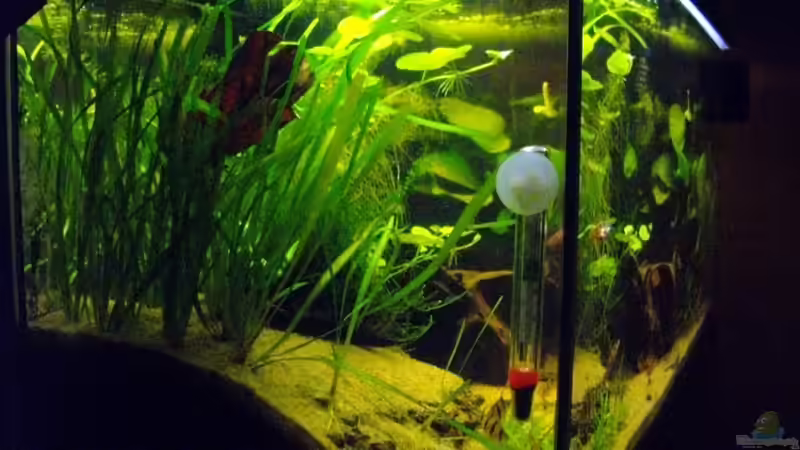 Aquarium Asienreise auf kleinem Raum von Caricciola (4)