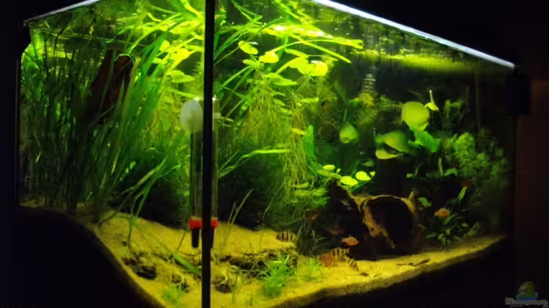 Aquarium Asienreise auf kleinem Raum von Caricciola (6)