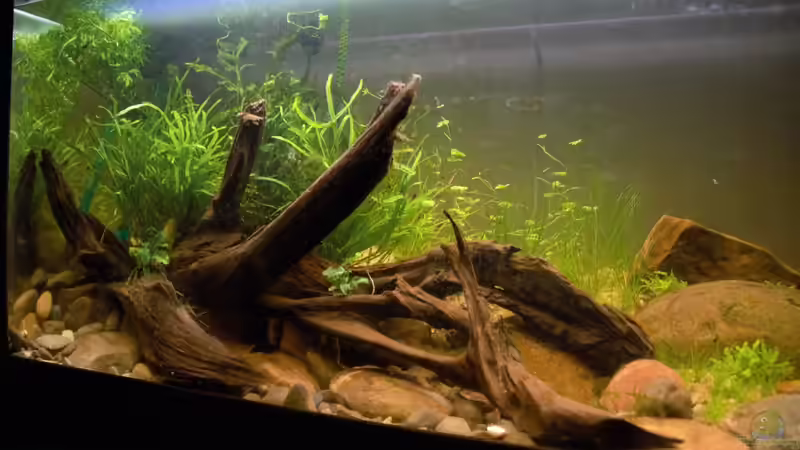 Aquarium At the riverbank von Dominik (3)